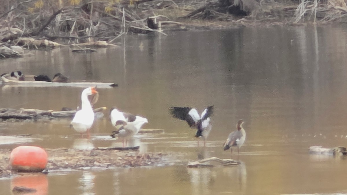 Nilgans - ML647314586