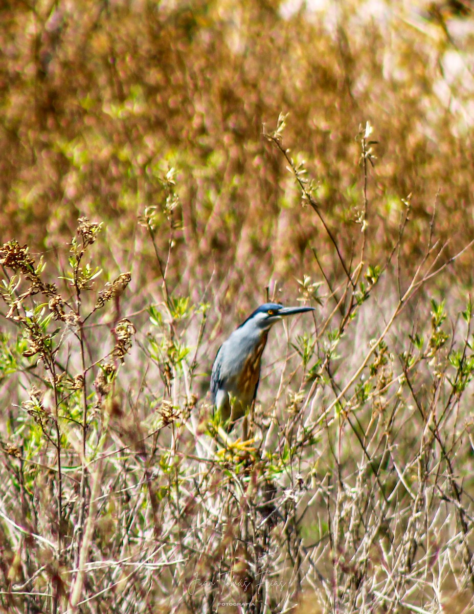 Striated Heron - ML647314593