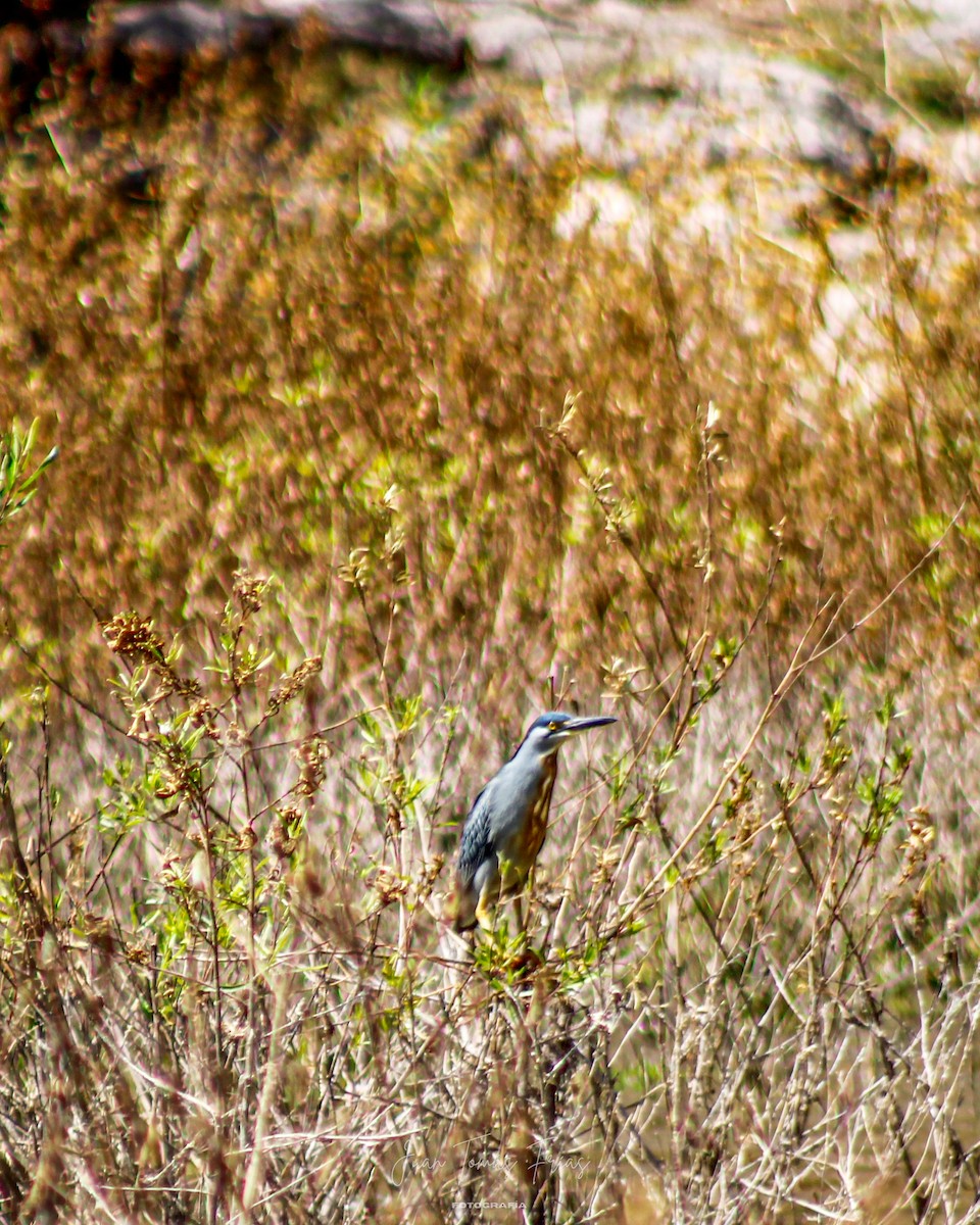 Striated Heron - ML647314595
