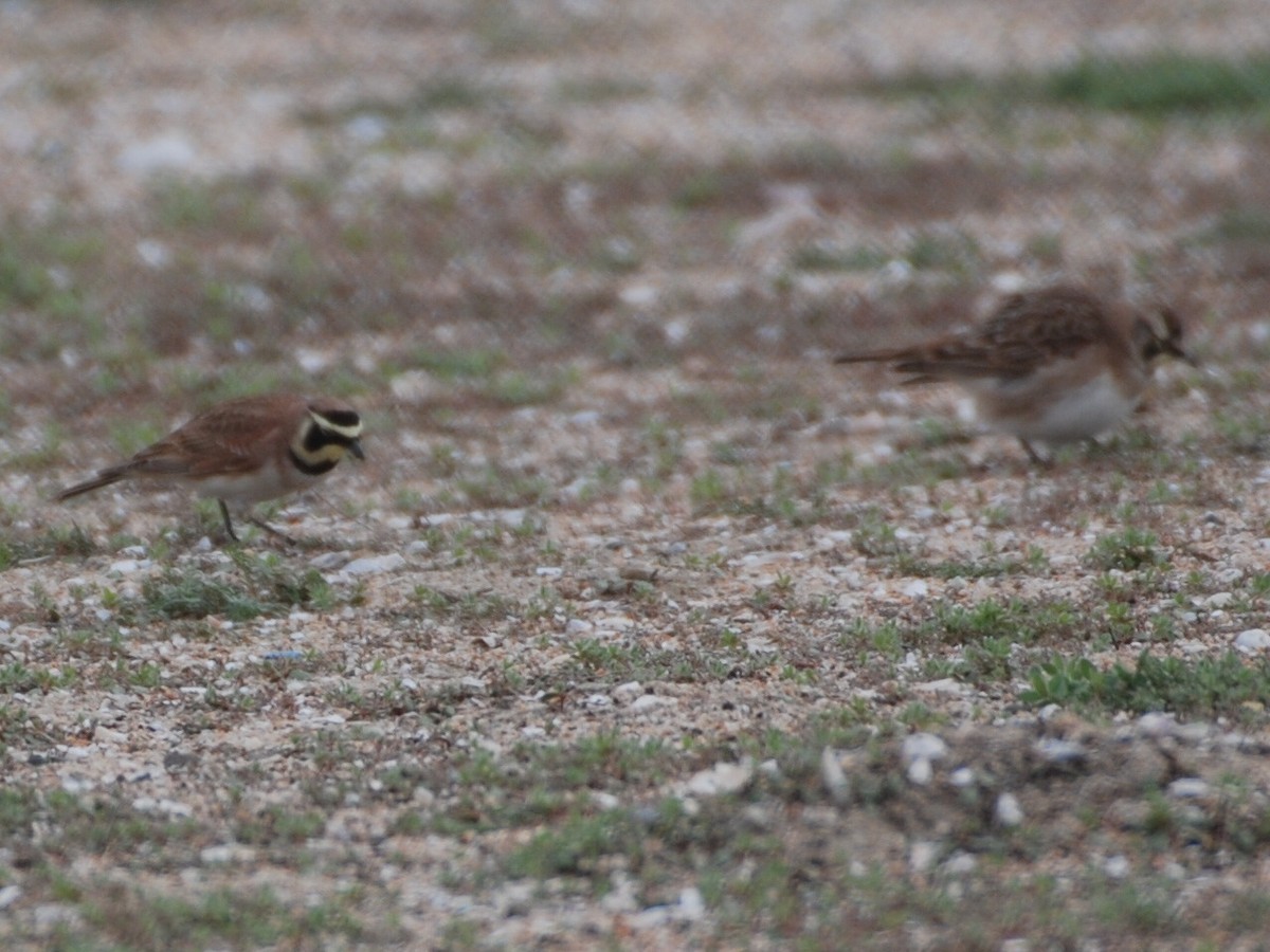 Horned Lark - ML647314623