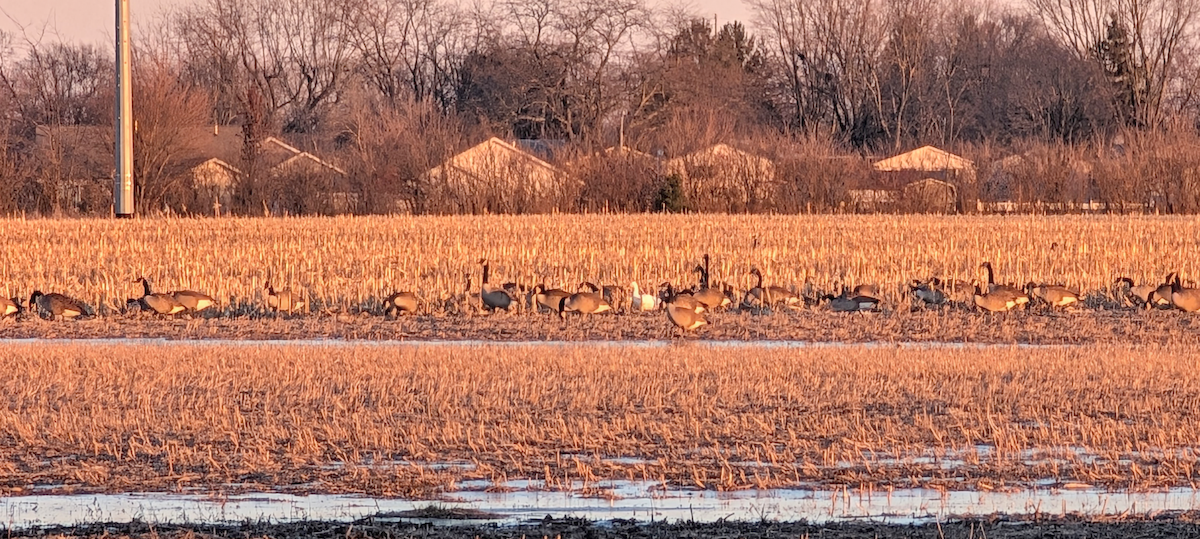 husa sněžní - ML647314626