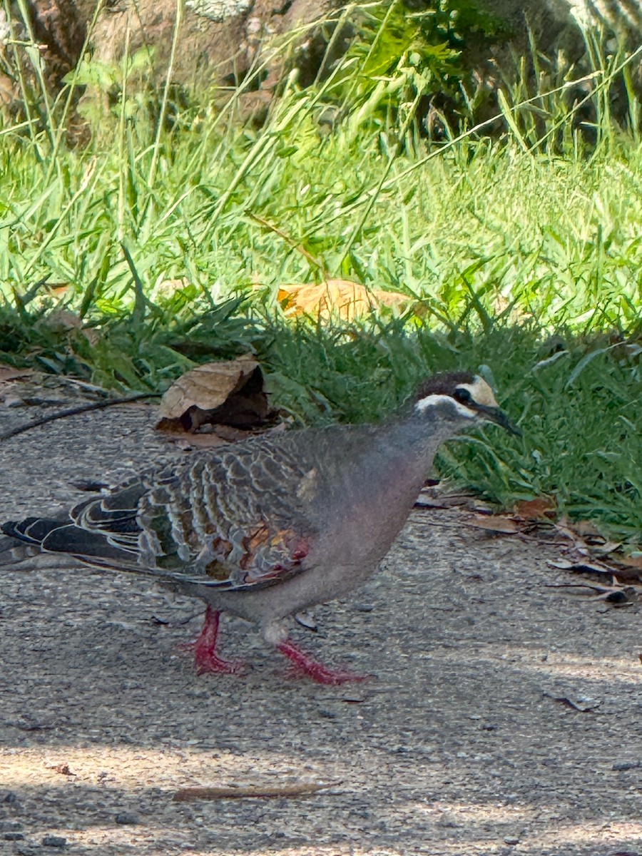 holub bronzovokřídlý - ML647314633