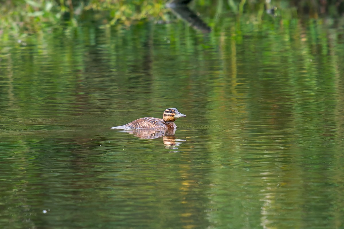 Masked Duck - ML647314634