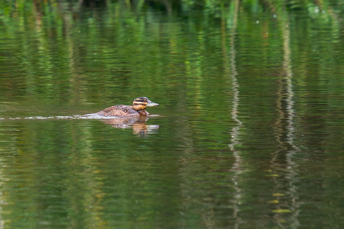 Masked Duck - ML647314635