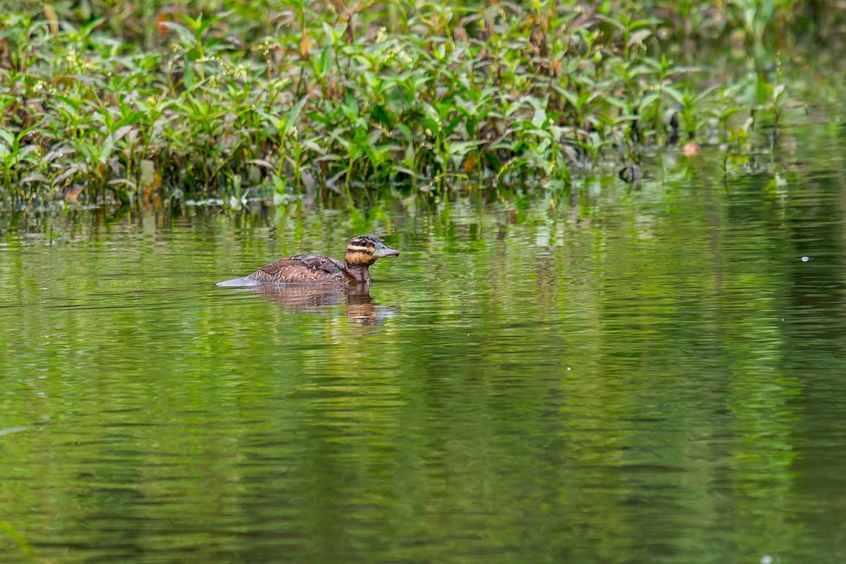 Masked Duck - ML647314636