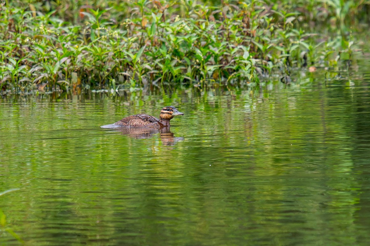 Masked Duck - ML647314637