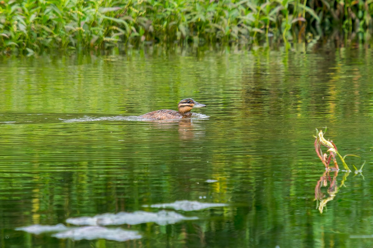 Masked Duck - ML647314638