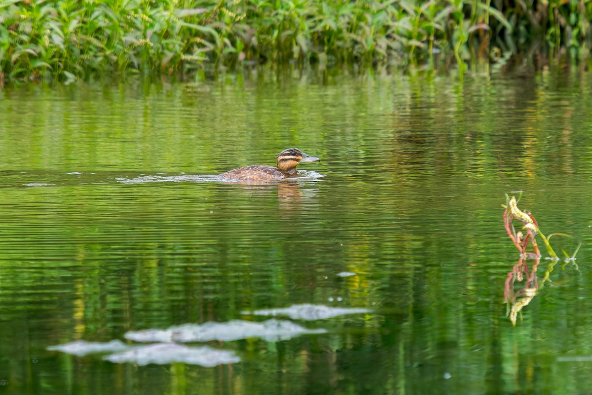 Masked Duck - ML647314639