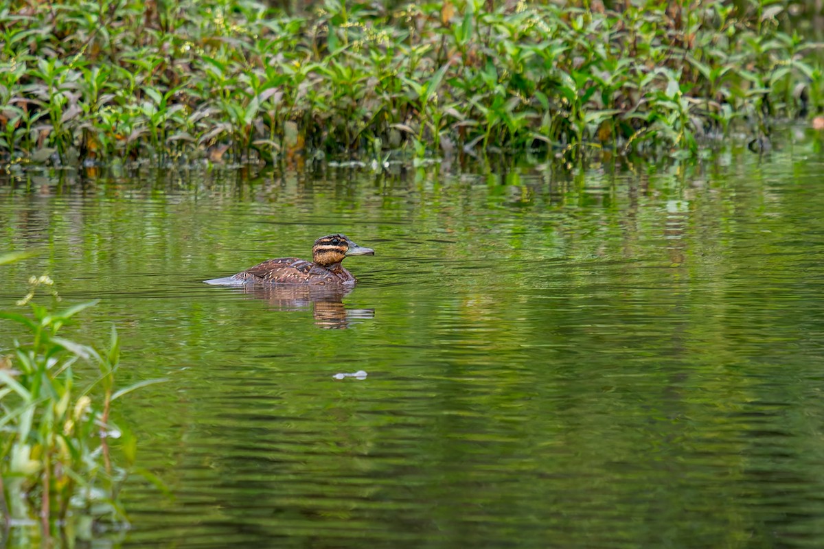 Masked Duck - ML647314640