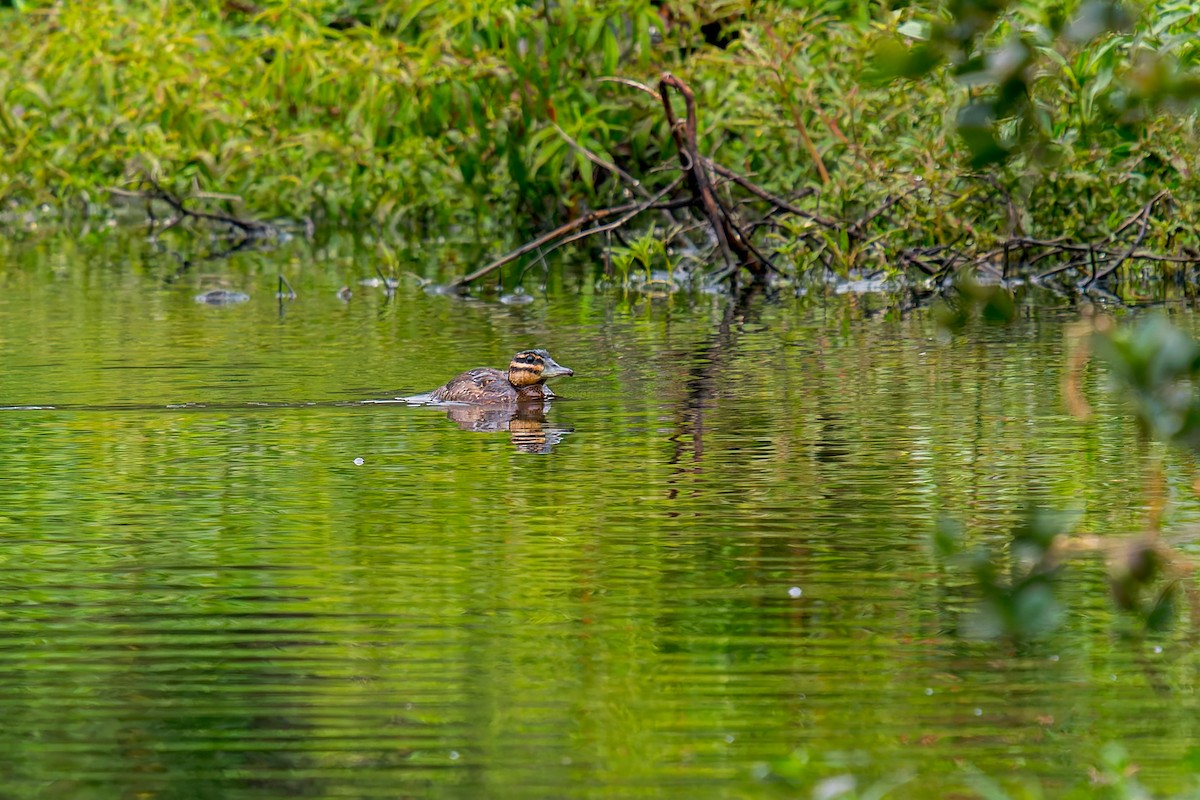 Masked Duck - ML647314641
