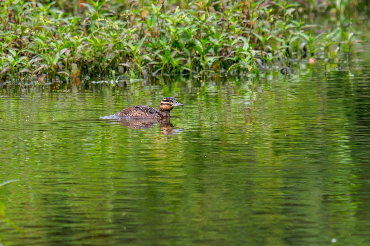 Masked Duck - ML647314642