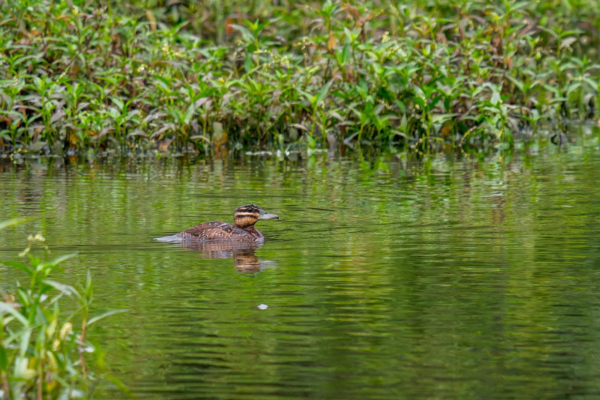 Masked Duck - ML647314643