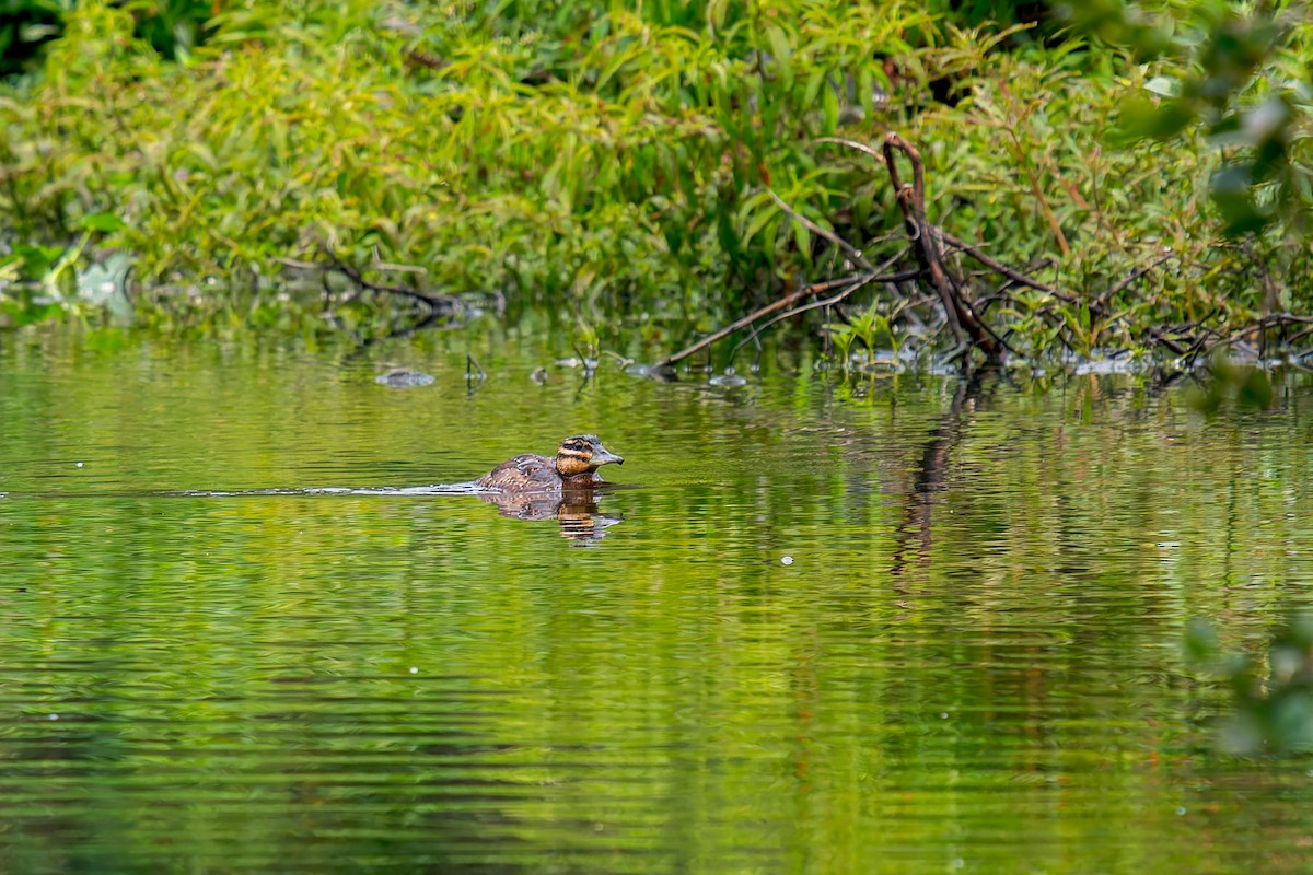 Masked Duck - ML647314644