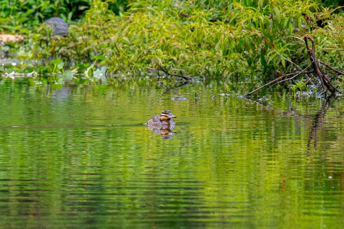 Masked Duck - ML647314645