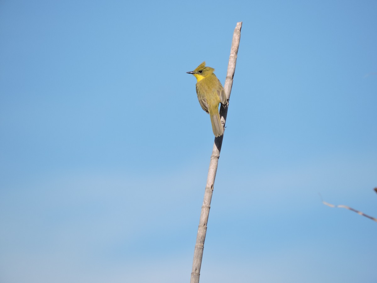 Subtropical Doradito - ML647314647