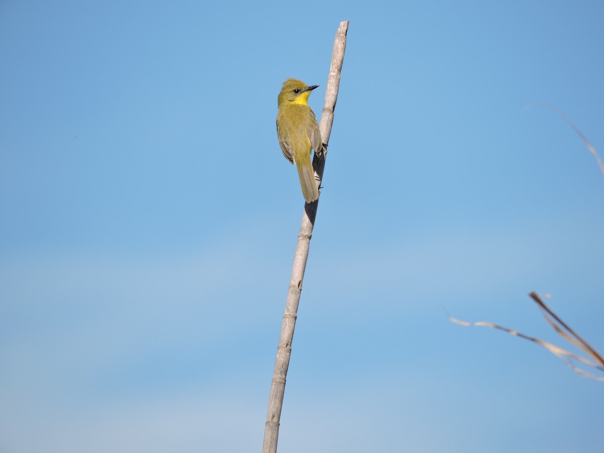 Subtropical Doradito - ML647314649