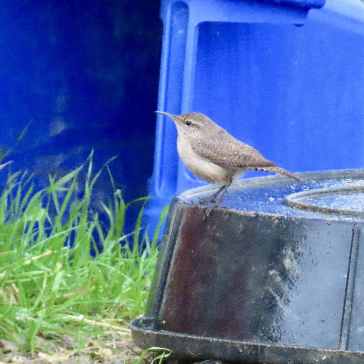 Rock Wren - ML647314650