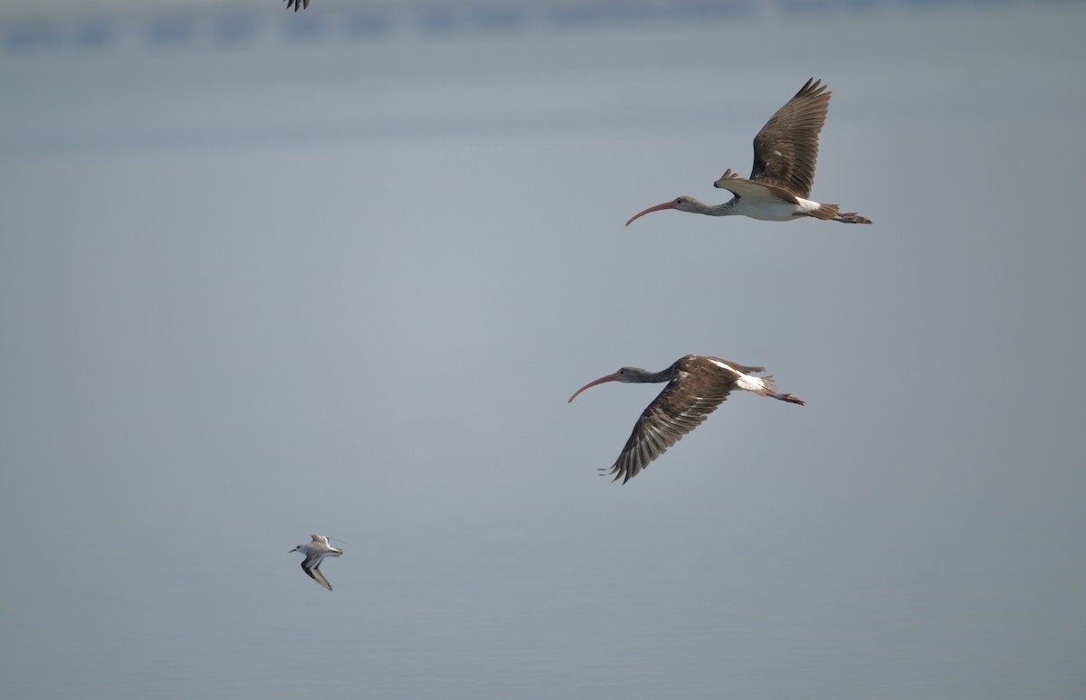 White Ibis - ML647314663