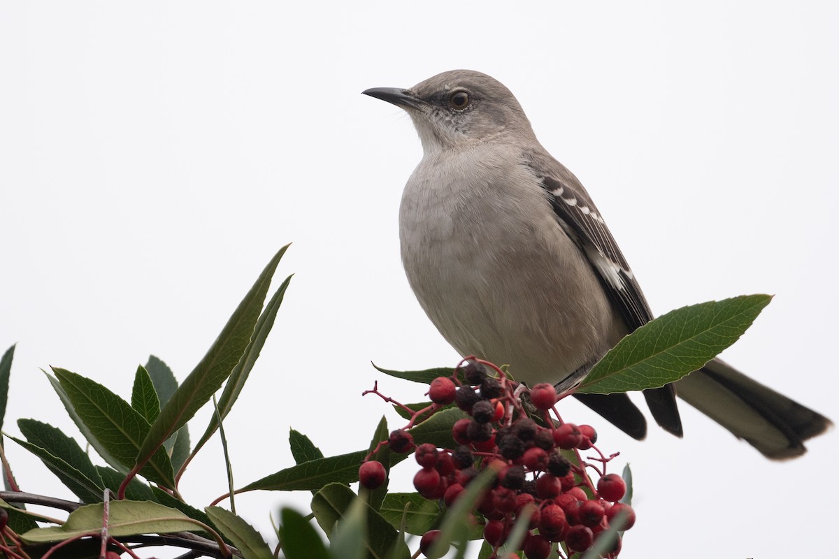 Пересмішник багатоголосий - ML647314666