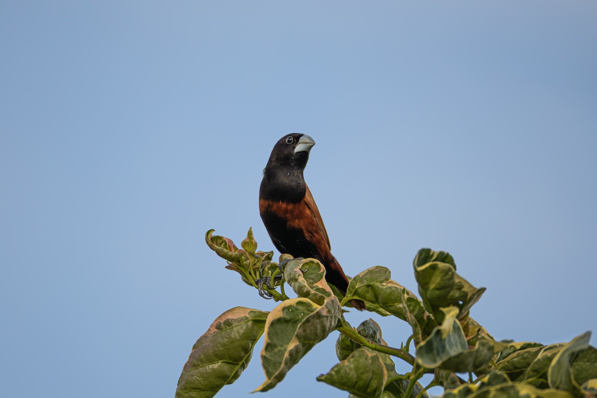 Chestnut Munia - ML647314677