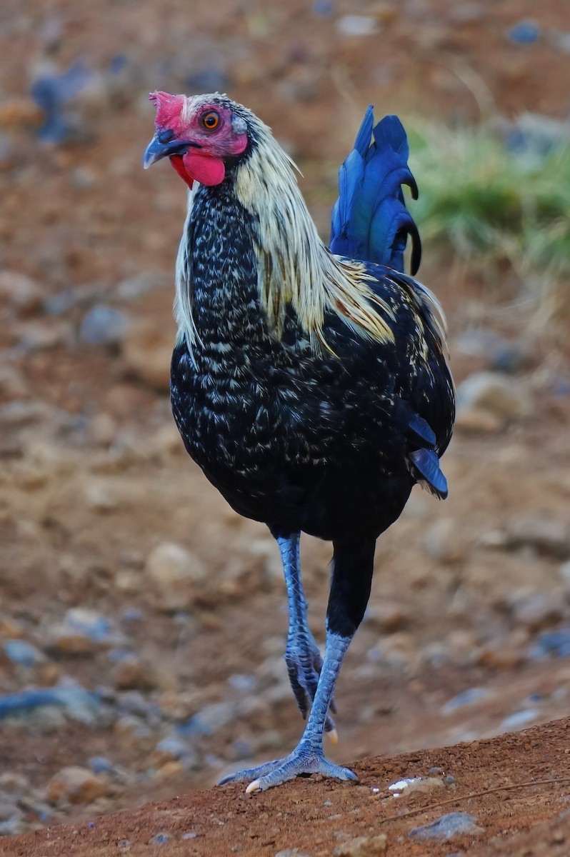 Coq bankiva (forme domestique) - ML647314679