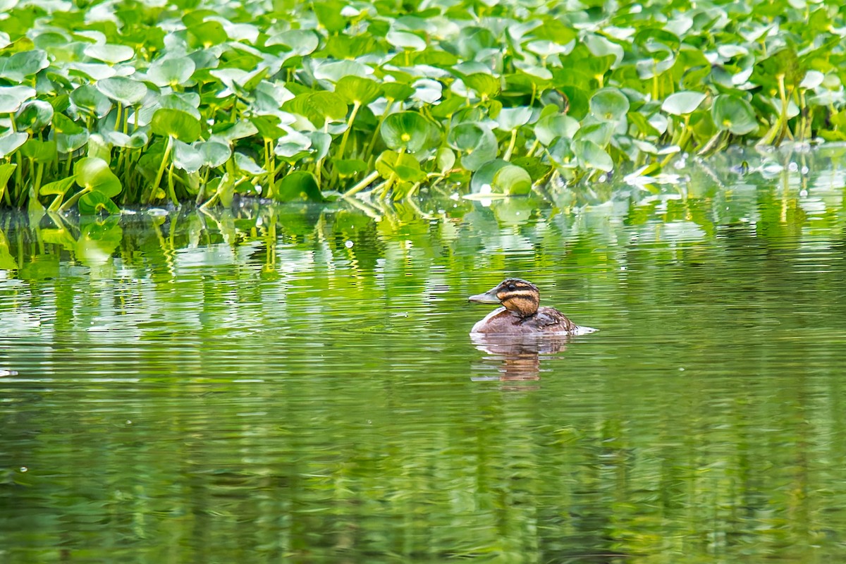 Masked Duck - ML647314680