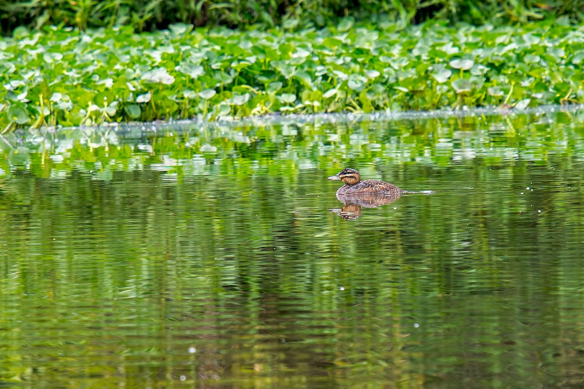 Masked Duck - ML647314681