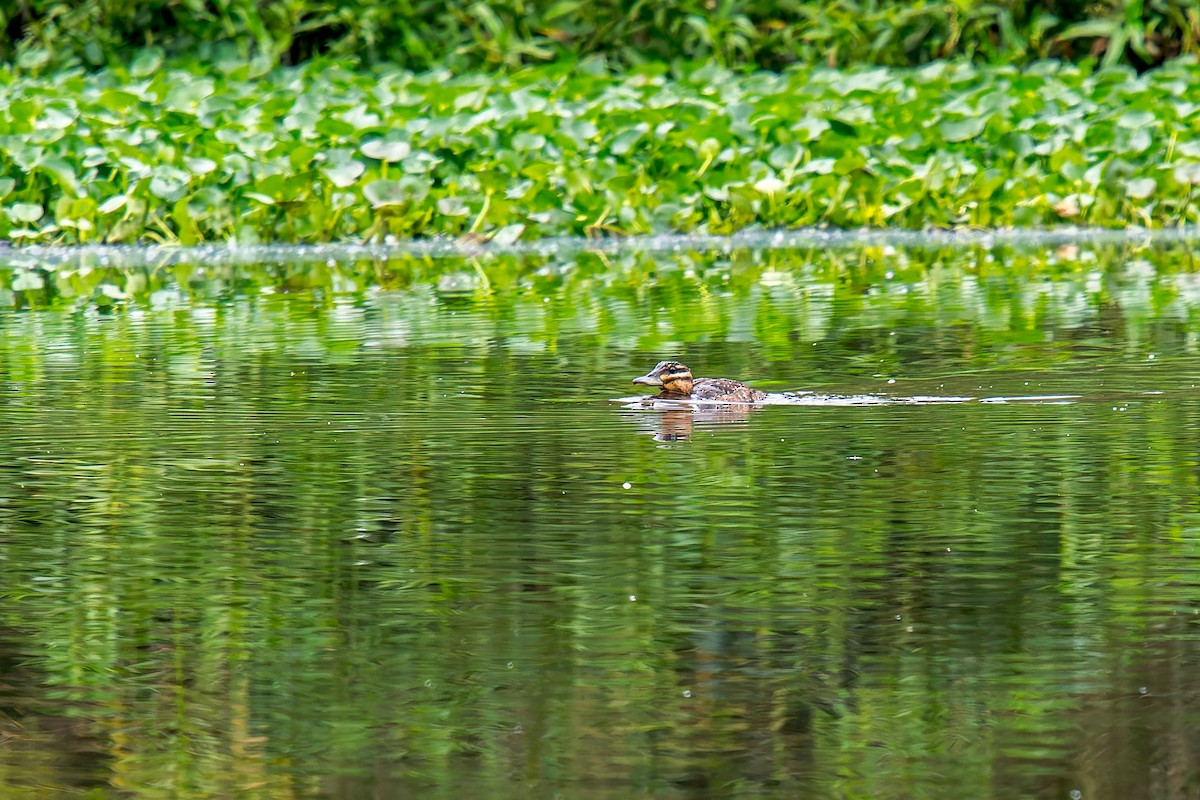 Masked Duck - ML647314682
