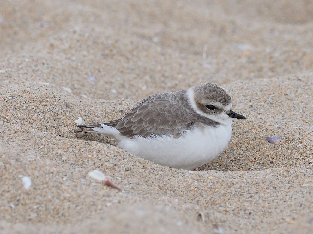 Snowy Plover - ML647314687