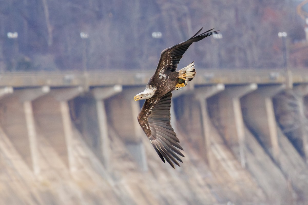 Itsas arrano buruzuria - ML647314691