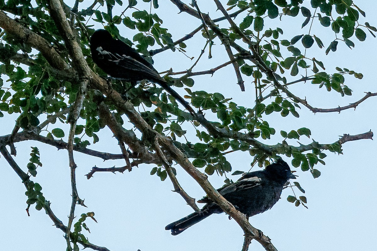 Güneyli Kömürcü Baştankara - ML647314692