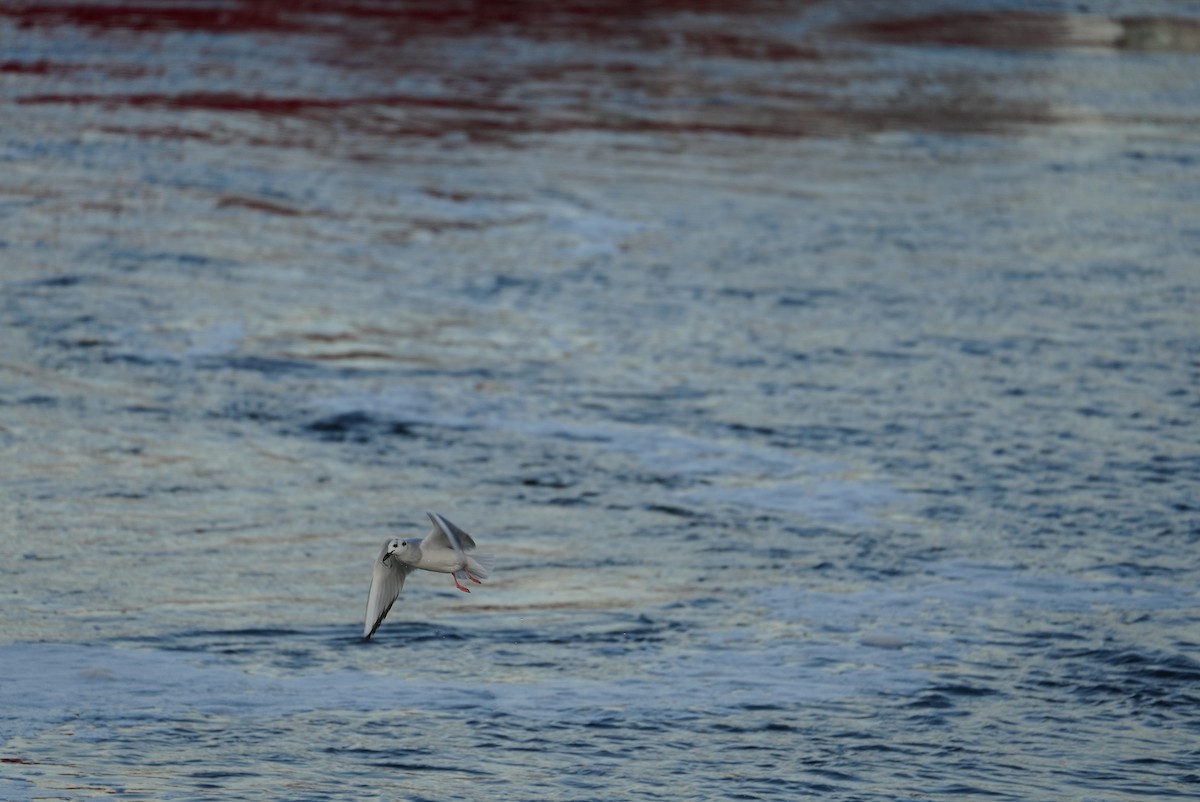 Bonaparte's Gull - ML647314695