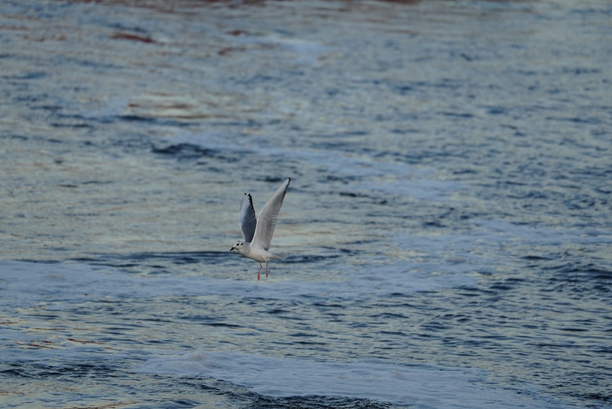 Bonaparte's Gull - ML647314696
