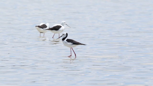 Австралийский ходулочник - ML647314712