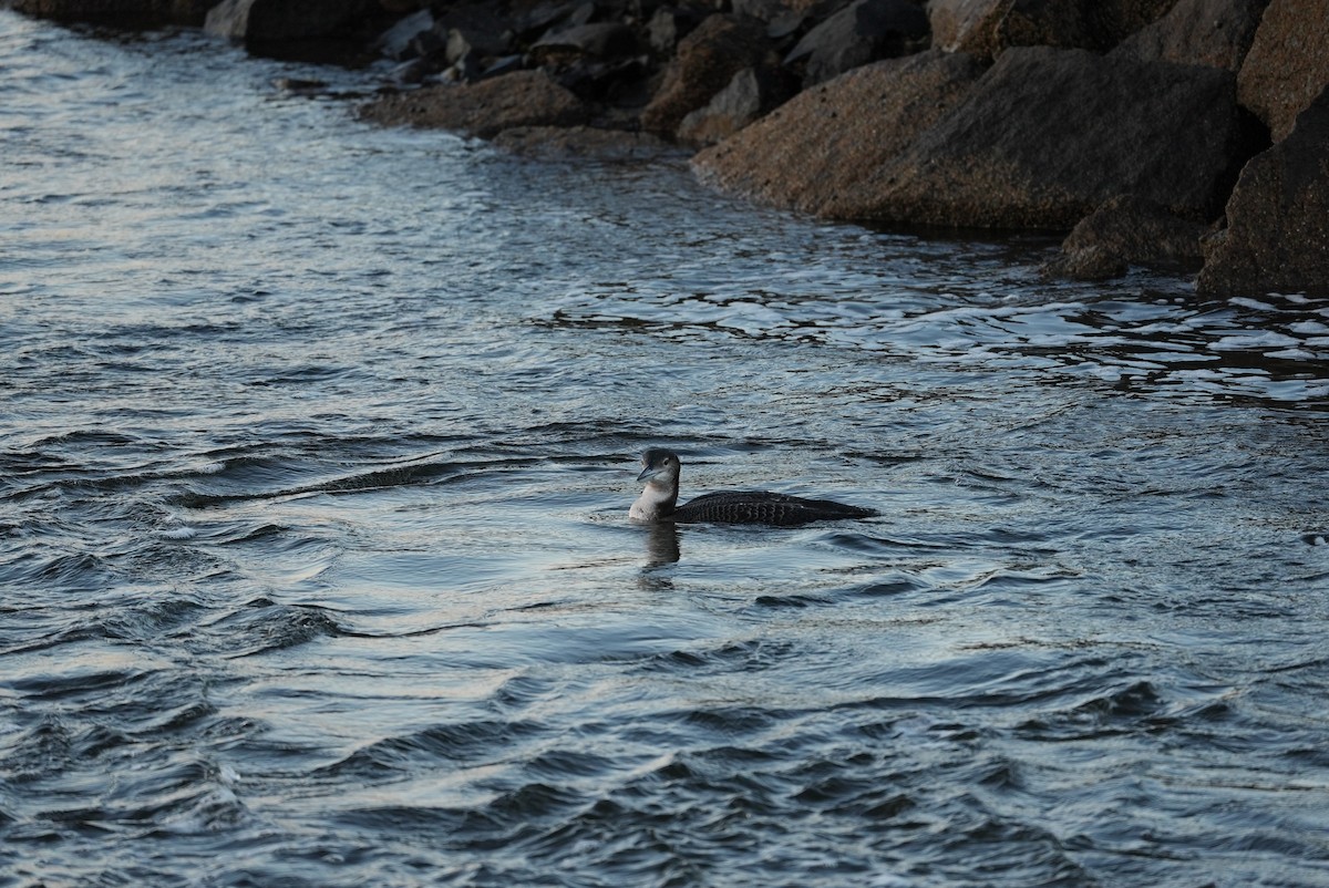 Common Loon - ML647314716