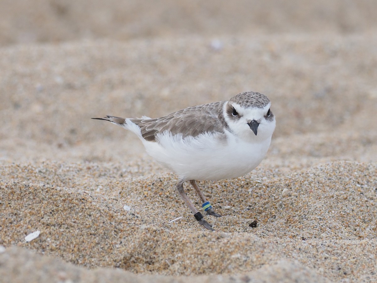 Snowy Plover - ML647314729