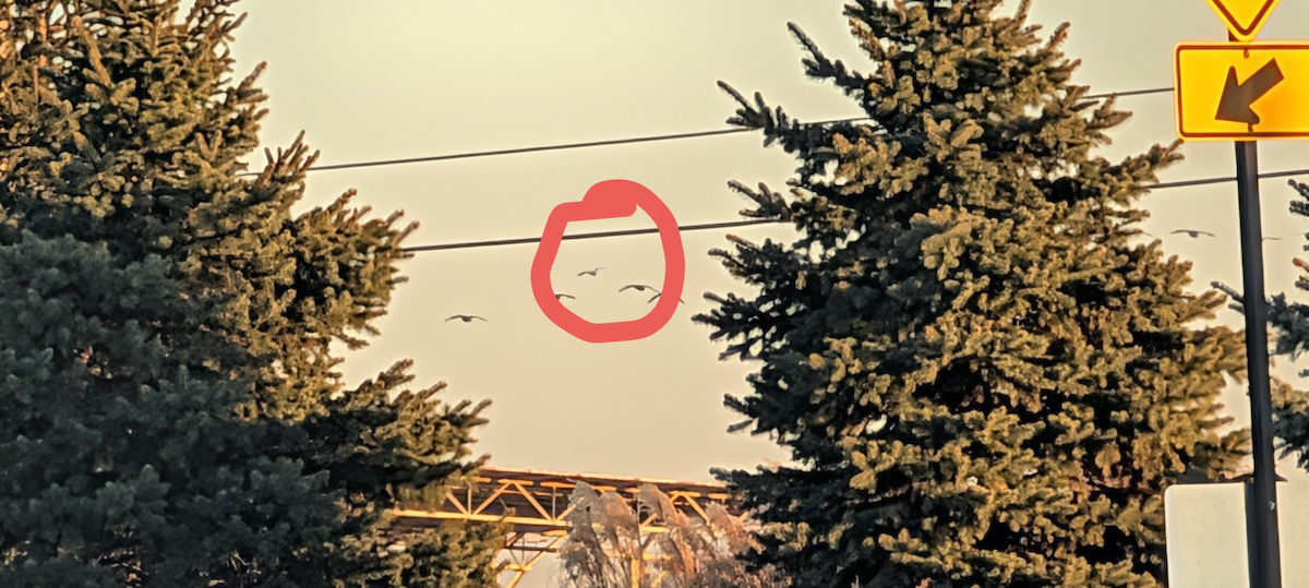 husa sněžní - ML647314731