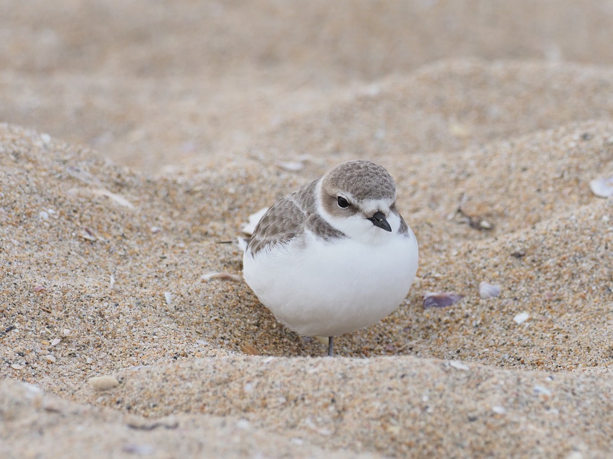 Snowy Plover - ML647314732