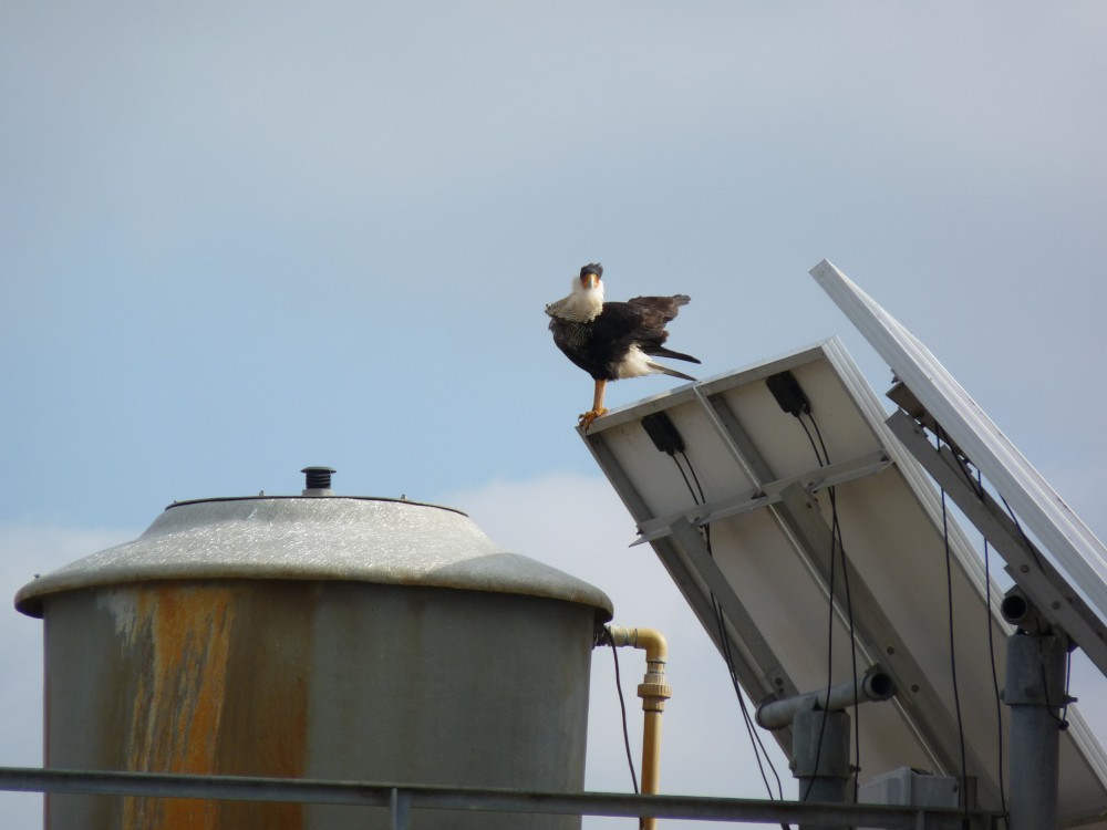 Равнинная каракара - ML647314734