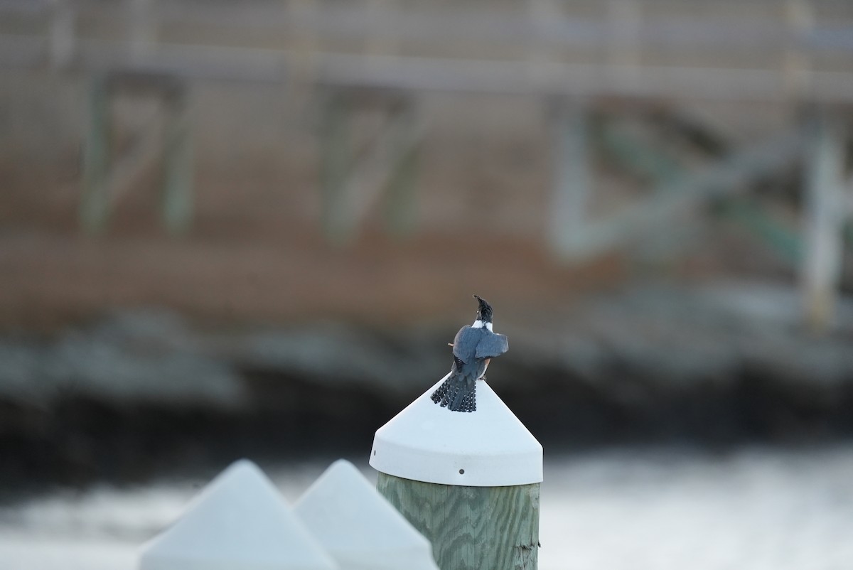 Belted Kingfisher - ML647314735