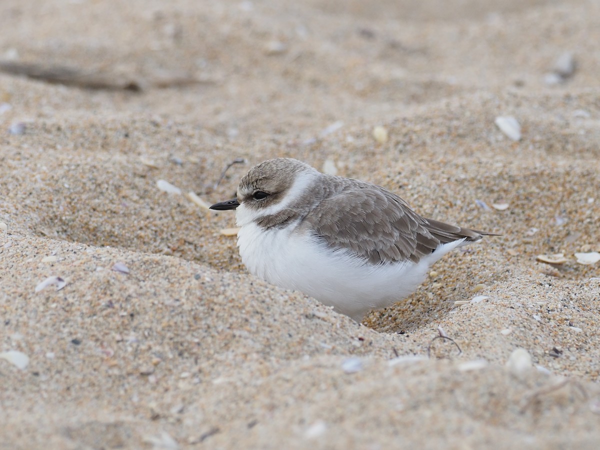 Snowy Plover - ML647314737