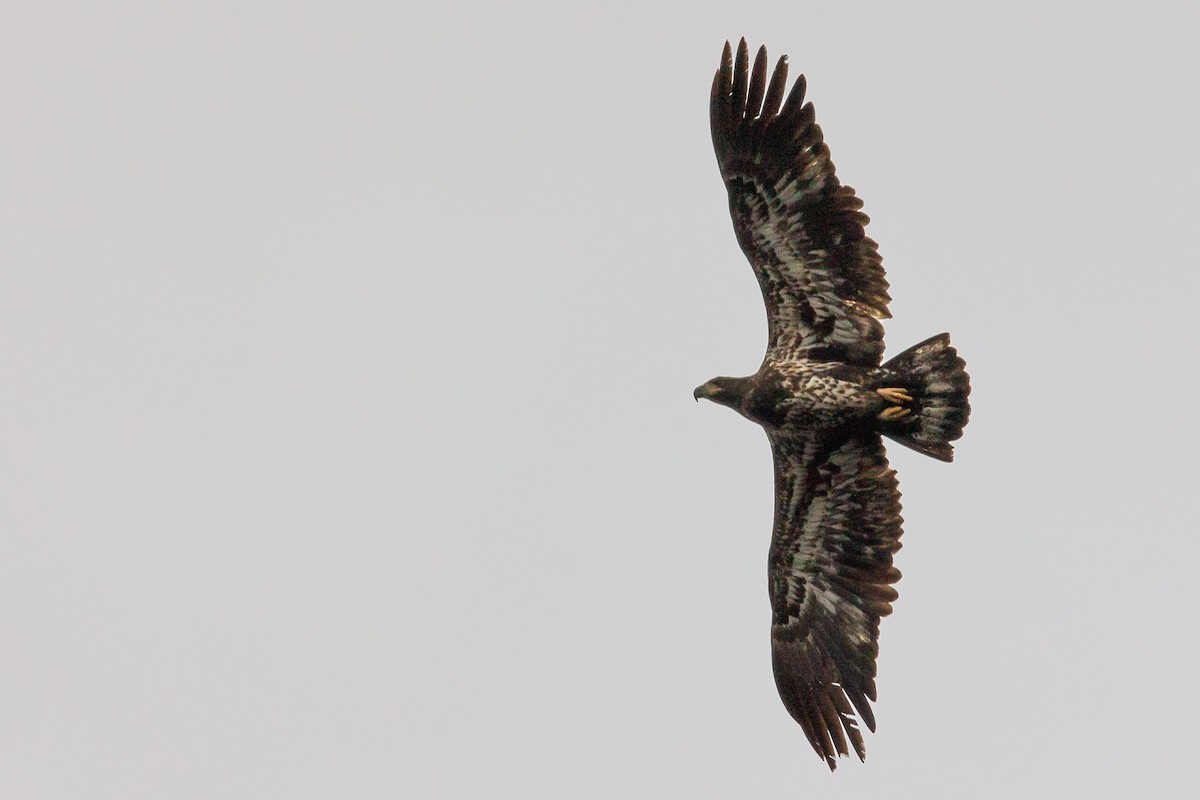 Itsas arrano buruzuria - ML647314776