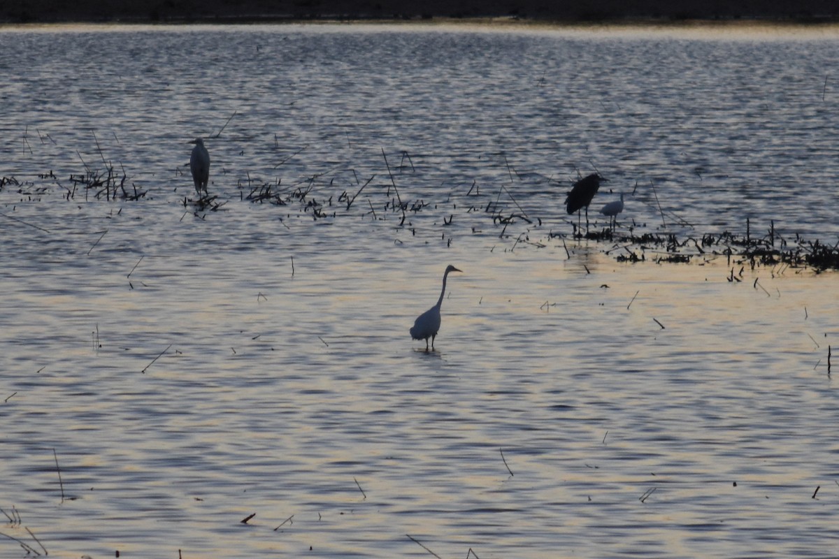 Great Egret - ML647314783