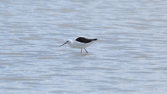 Рыжегрудый ходулочник - ML647314816