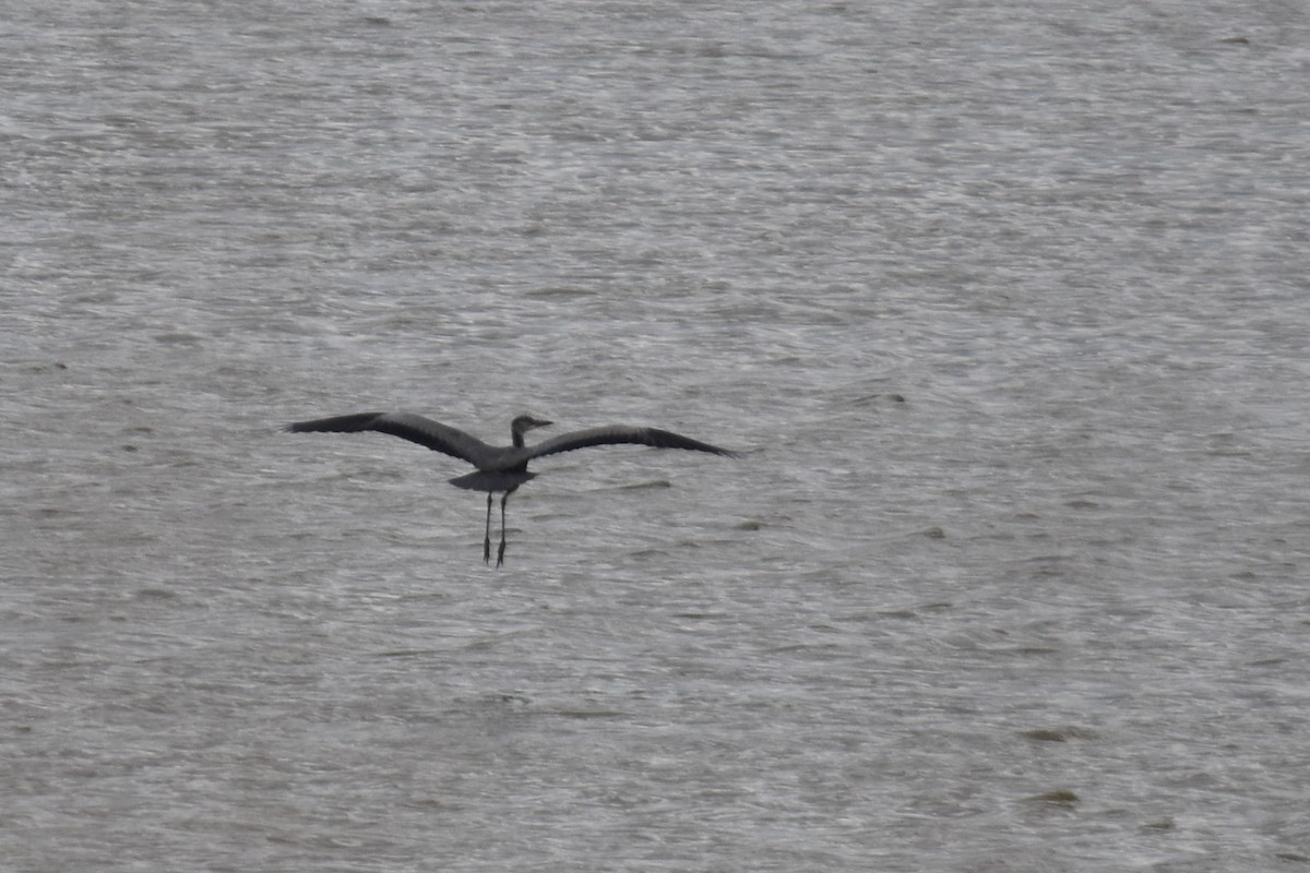 Gray Heron - ML647314820