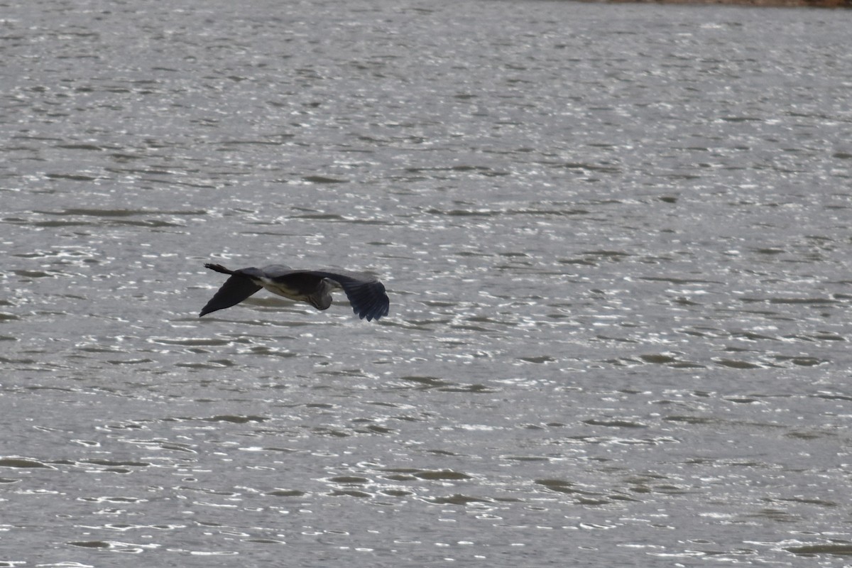 Gray Heron - ML647314836