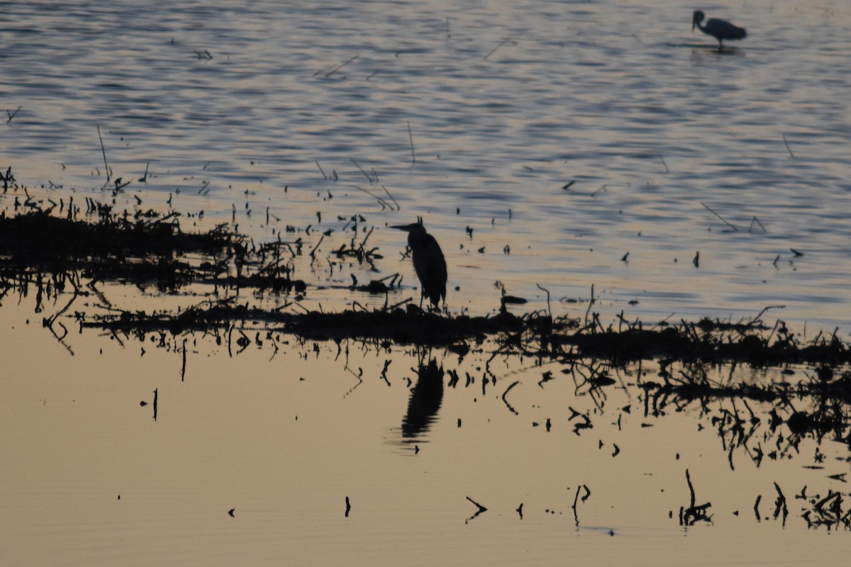 Gray Heron - ML647314845