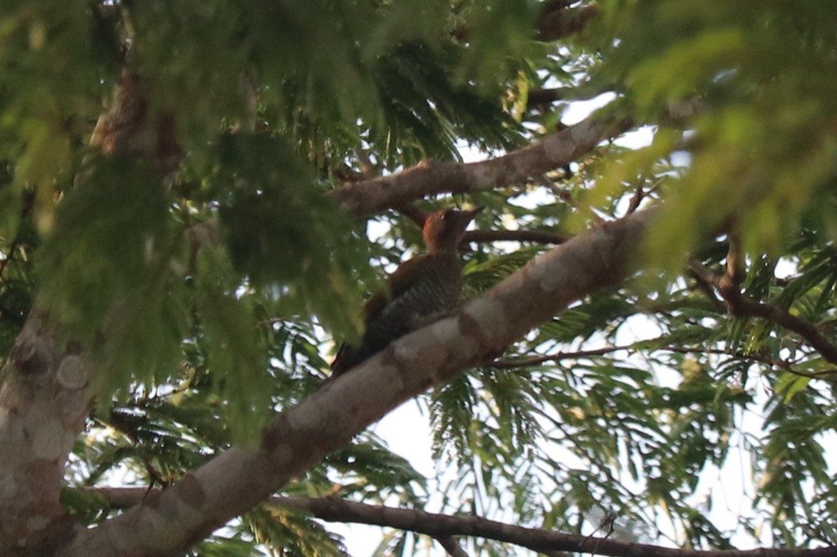 Green-backed Woodpecker (Little Green) - ML647314854
