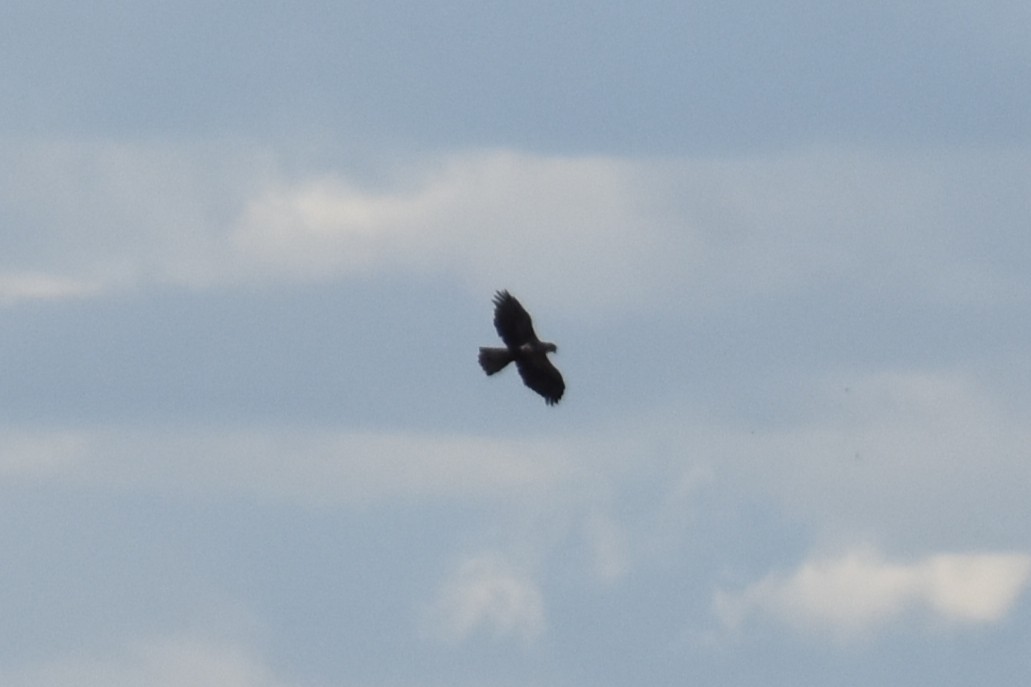 Bonelli's Eagle - ML647314855