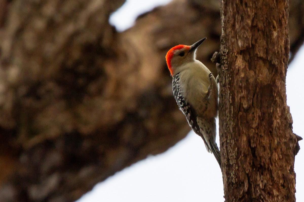 datel karolínský - ML647314856